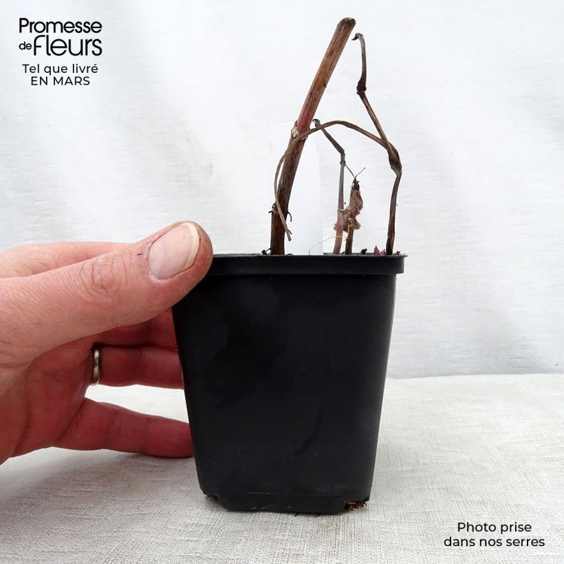 Exemplaar van Aster macrophyllus - Grootbladige aster Kweekpotje van 8/9 cm zoals geleverd in de lente