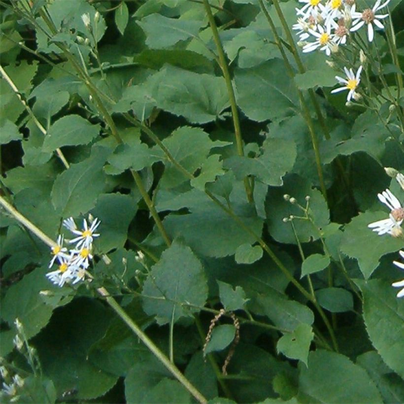 Aster macrophyllus Albus - Grootbladige aster (Blad)