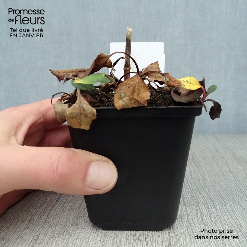 Example of Aster macrophyllus twilight Kweekpotje van 8/9 cm as you get in hiver