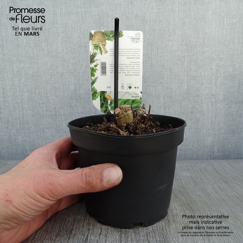 Exemplaar van Zeeaster - Tripolium pannonicum Pot van 1,5 l/2 l zoals geleverd in de winter