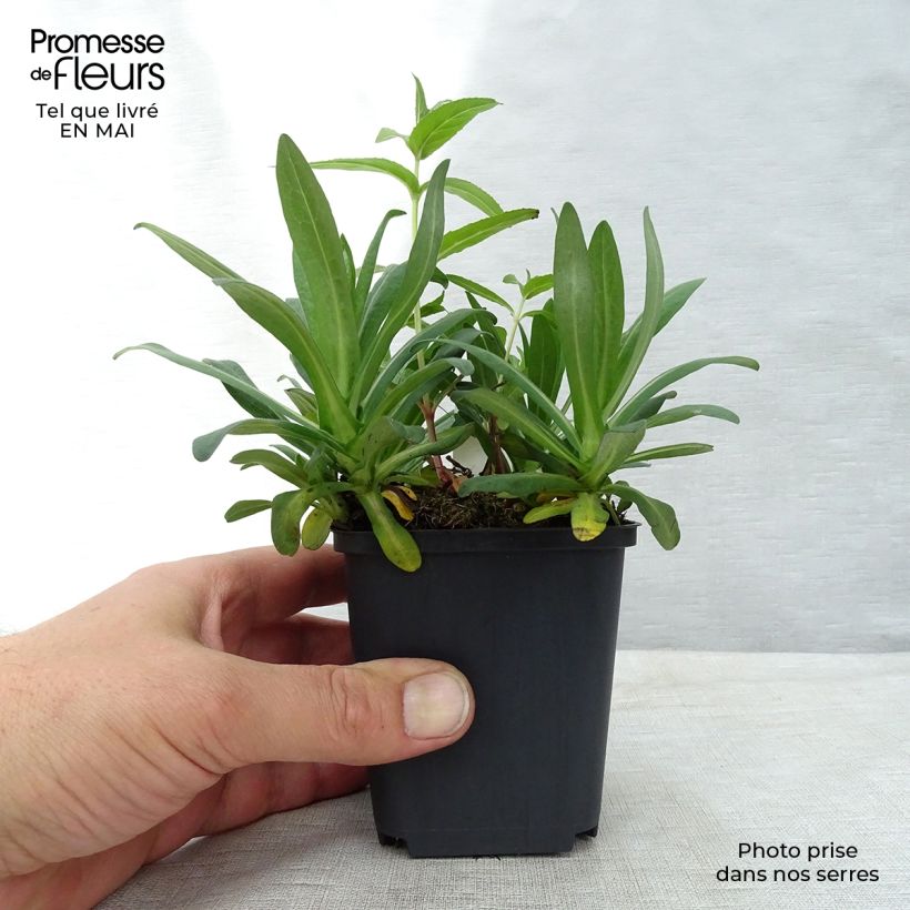 Exemplaar van Aster novae-angliae Andenken an Alma Pötschke - Nieuw-Engelse aster Kweekpotje van 7/8 cm zoals geleverd in de lente