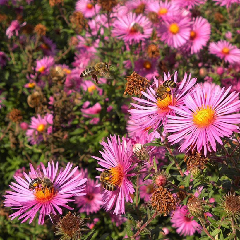 Aster novae-angliae Andenken an Paul Gerber - Nieuw-Engelse aster (Flowering)