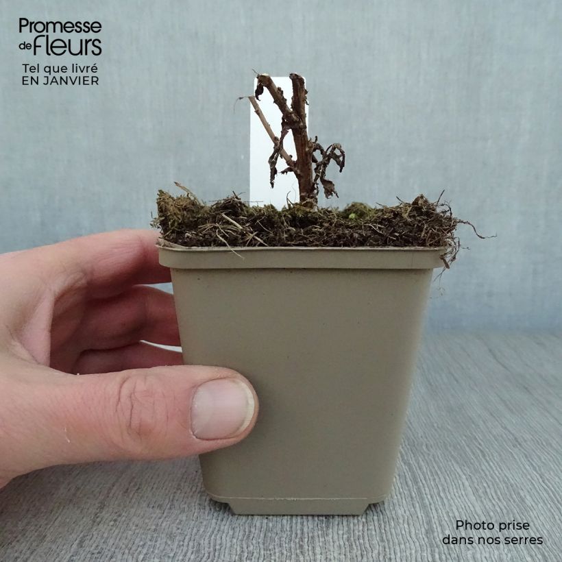 Example of Aster novae-angliae Andenken an Paul Gerber - Aster grand d'Automne. Kweekpotje van 8/9 cm as you get in hiver