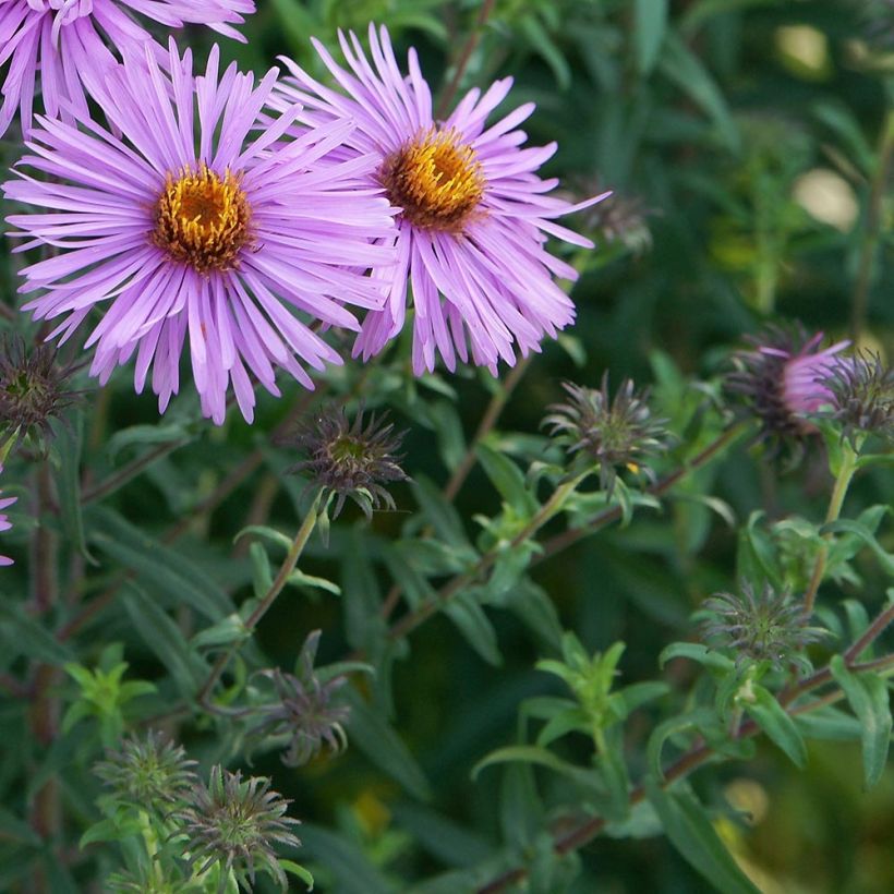 Aster novae-angliae Barrs Pink - Nieuw-Engelse aster (Foliage)