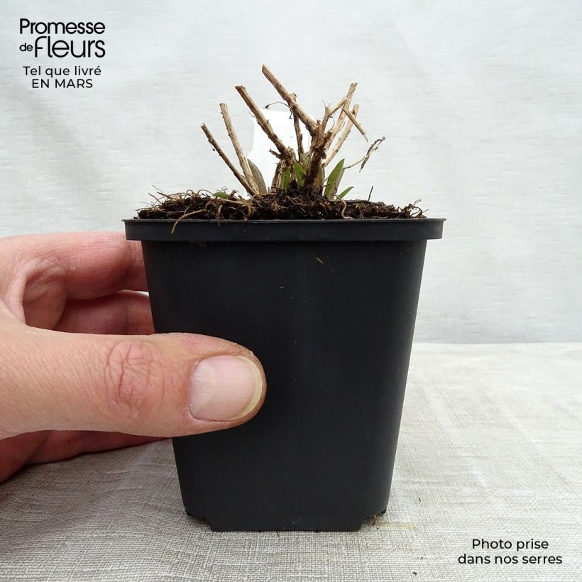 Exemplaar van Aster novae-angliae Barrs Pink - Nieuw-Engelse aster Kweekpotje van 8/9 cm zoals geleverd in de lente