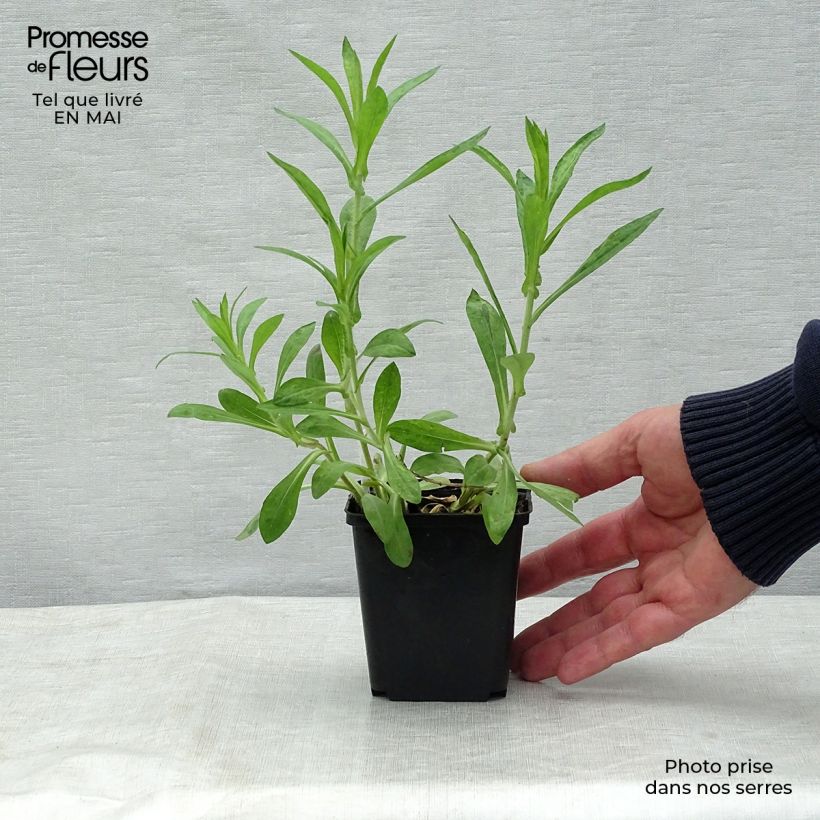 Exemplaar van Aster novae-angliae Barrs Blue - Nieuw-Engelse aster Kweekpotje van 8/9 cm zoals geleverd in de lente