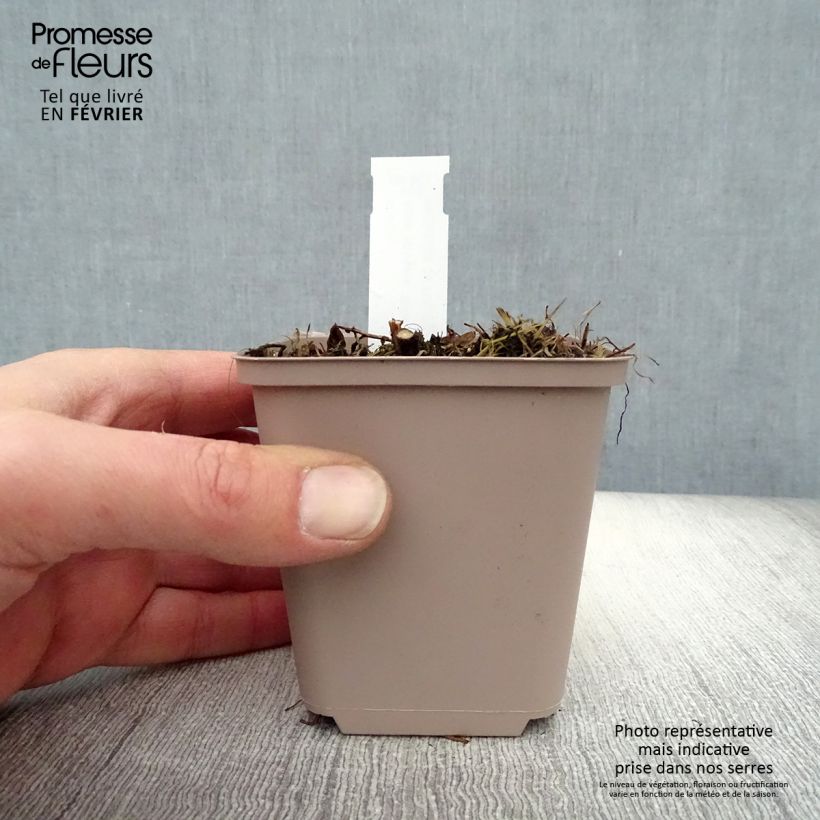 Example of Aster novae-angliae Barr's Pink - Grand aster d'automne Kweekpotje van 8/9 cm as you get in hiver