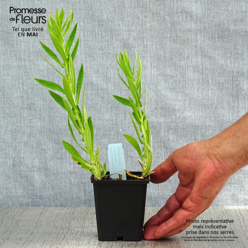 Exemplaar van Aster novae-angliae Herbstschnee - Nieuw-Engelse aster Kweekpotje van 8/9 cm zoals geleverd in de lente