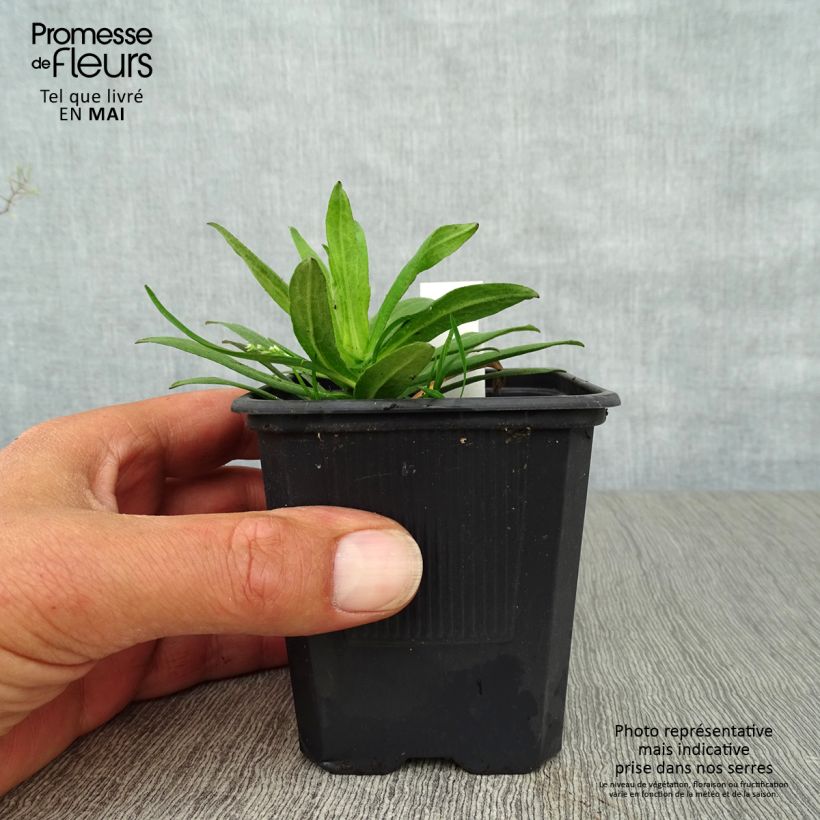 Exemplaar van Aster novae-angliae Purple Dome - Nieuw-Engelse aster Kweekpotje van 8/9 cm zoals geleverd in de lente