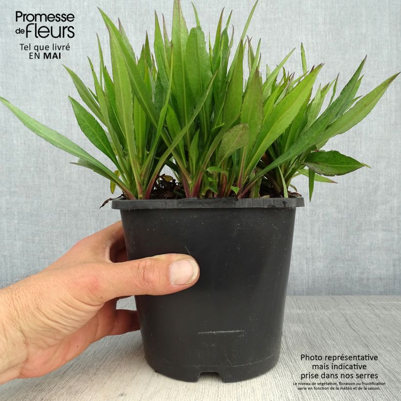 Exemplaar van Aster novae-angliae Purple Dome - Nieuw-Engelse aster Pot van 2 l/3 l zoals geleverd in de lente