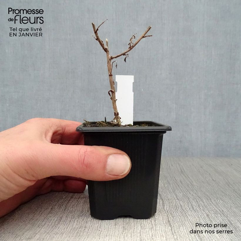 Example of Aster novae-angliae Septemberrubin - Septembre rouge Kweekpotje van 7/8 cm as you get in hiver