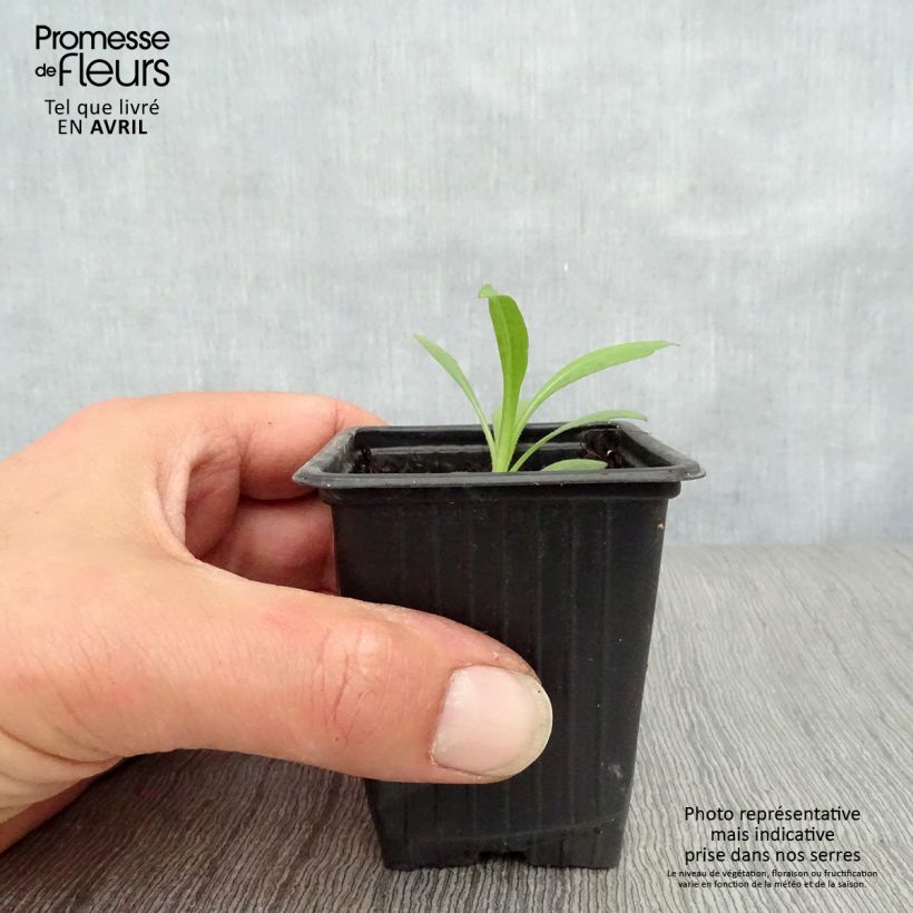 Exemplaar van Aster novae-angliae Septemberrubin - Nieuw-Engelse aster Kweekpotje van 7/8 cm zoals geleverd in de lente