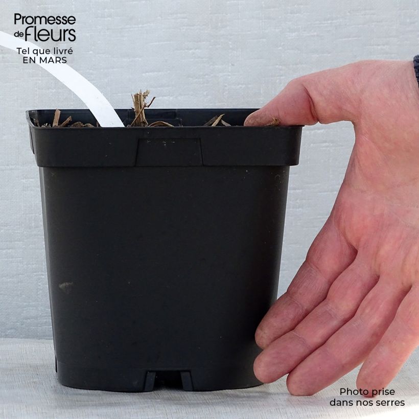 Exemplaar van Aster novae-angliae Septemberrubin - Nieuw-Engelse aster Pot van 2 l/3 l zoals geleverd in de lente