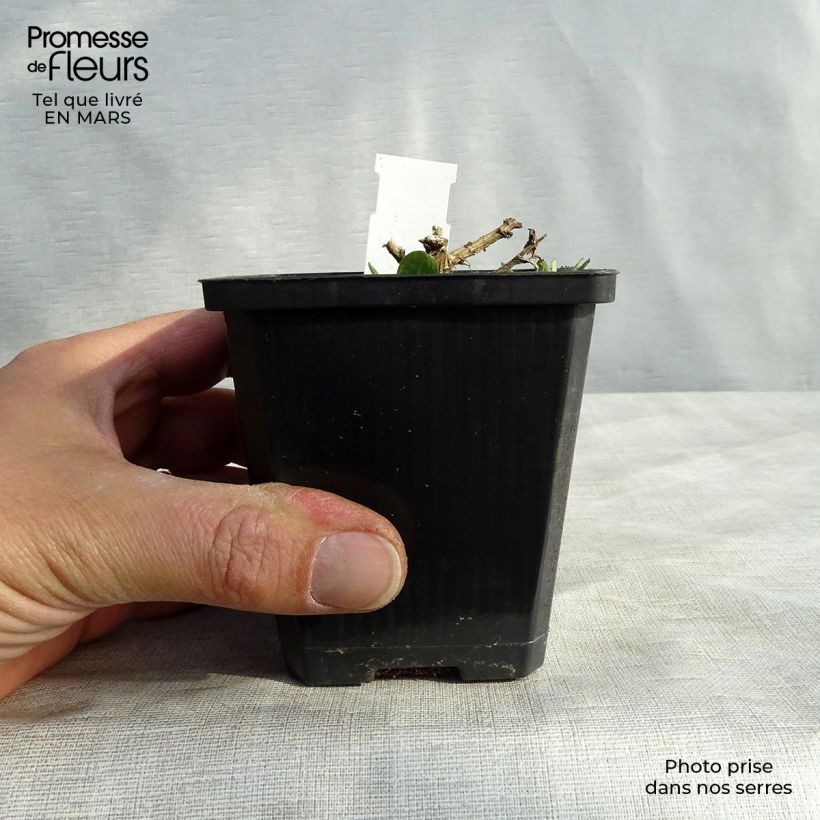 Exemplaar van Aster novae-angliae Violetta - Nieuw-Engelse aster Kweekpotje van 8/9 cm zoals geleverd in de lente