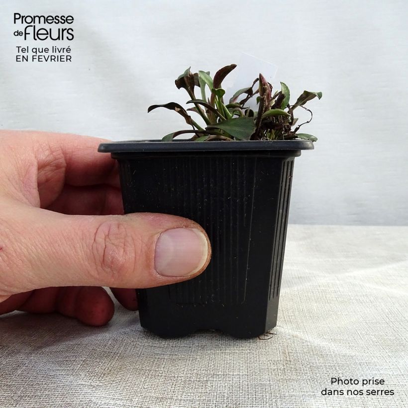 Example of Aster novi-belgii Audrey Kweekpotje van 8/9 cm as you get in hiver