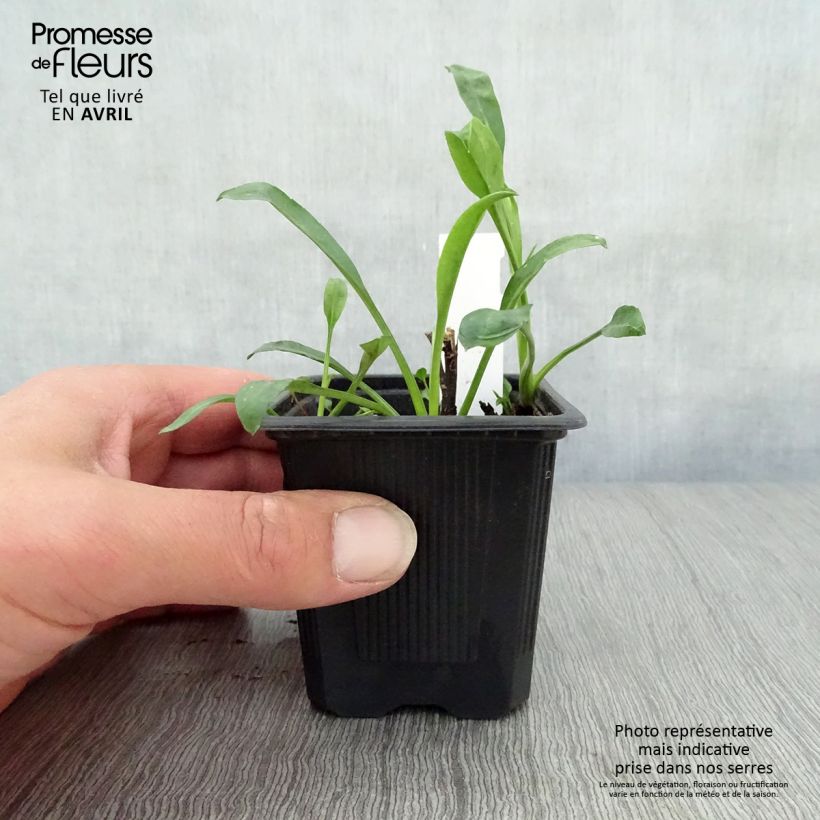 Exemplaar van Aster novi-belgii Audrey - Nieuw-Nederlandse aster Kweekpotje van 8/9 cm zoals geleverd in de lente