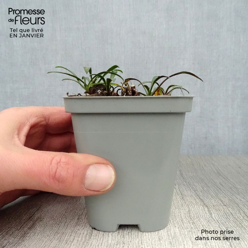 Example of Aster novi-belgii Crimson Brocade - Nieuw-Nederlandse aster Kweekpotje van 8/9 cm as you get in hiver