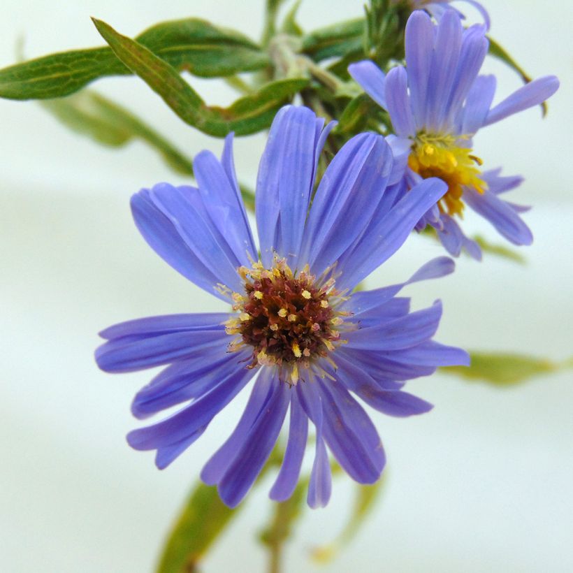 Aster novi-belgii Dauerblau - Nieuw-Nederlandse aster (Flowering)