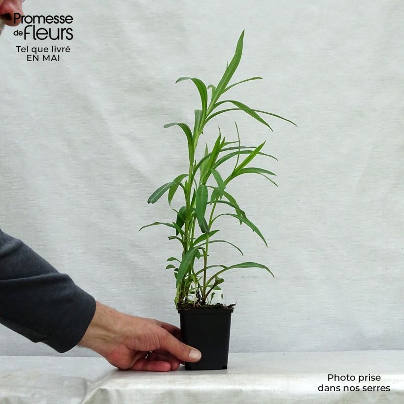 Exemplaar van Aster novi-belgii Dauerblau - Nieuw-Nederlandse aster Kweekpotje van 8/9 cm zoals geleverd in de lente