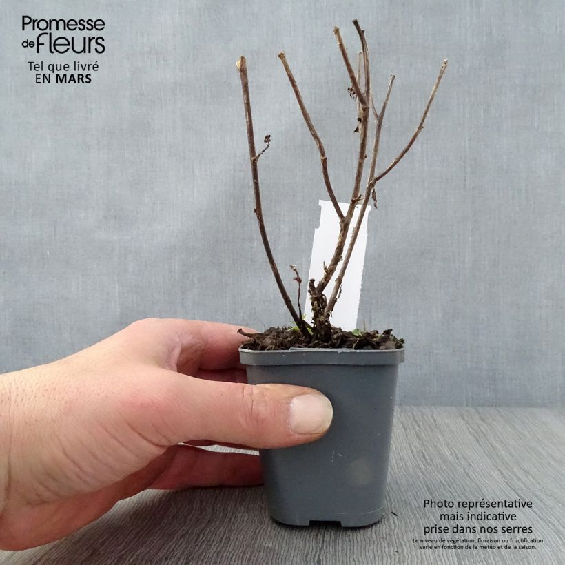 Exemplaar van Aster novi-belgii Eventide - Nieuw-Nederlandse aster Kweekpotje van 7/8 cm zoals geleverd in de lente