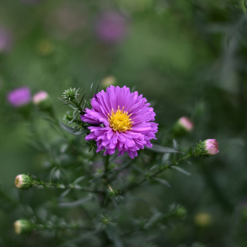 Aster Karmin Kuppel - Nieuw-Nederlandse aster (Bloei)