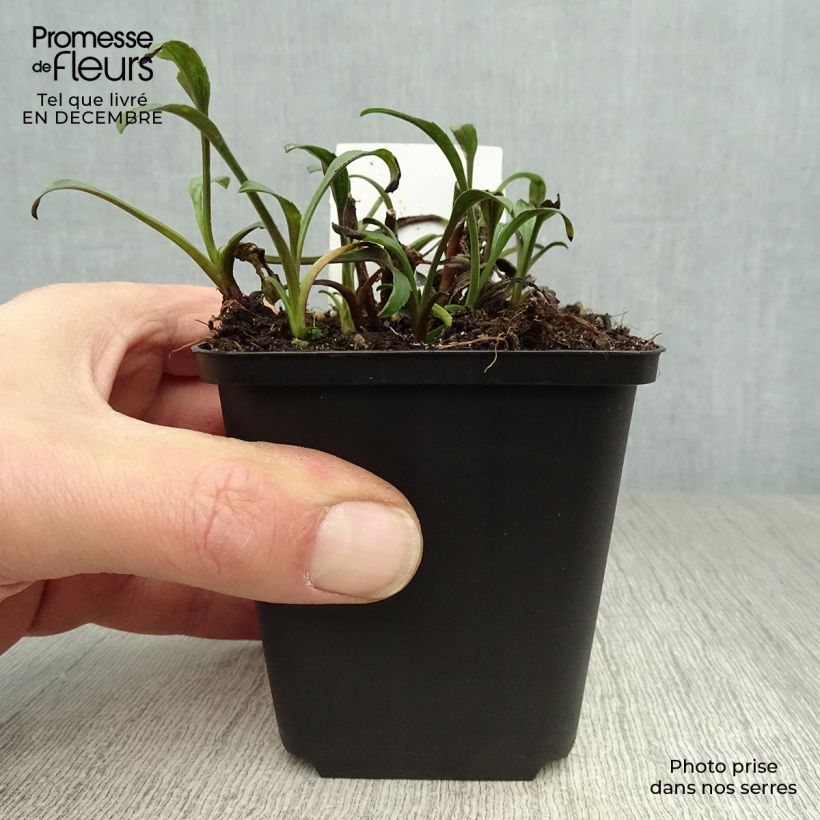 Example of Aster novi-belgii Marie Ballard - Nieuw-Nederlandse aster Kweekpotje van 8/9 cm as you get in hiver