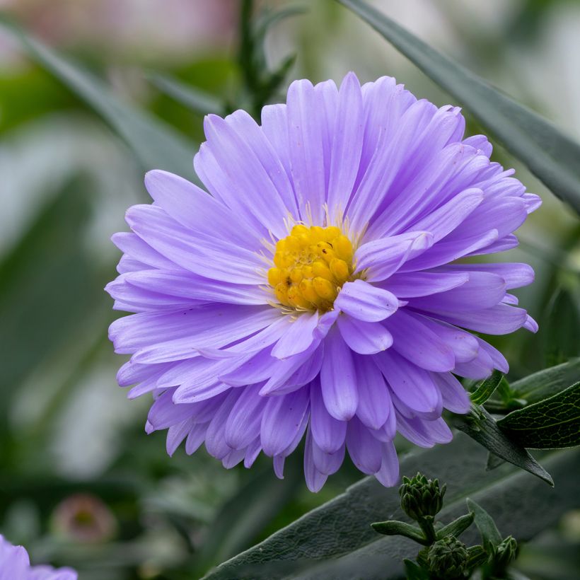 Aster novi-belgii Marie Ballard - Nieuw-Nederlandse aster (Bloei)