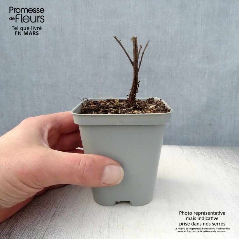 Exemplaar van Aster novi-belgii Marie Ballard - Nieuw-Nederlandse aster Kweekpotje van 8/9 cm zoals geleverd in de lente