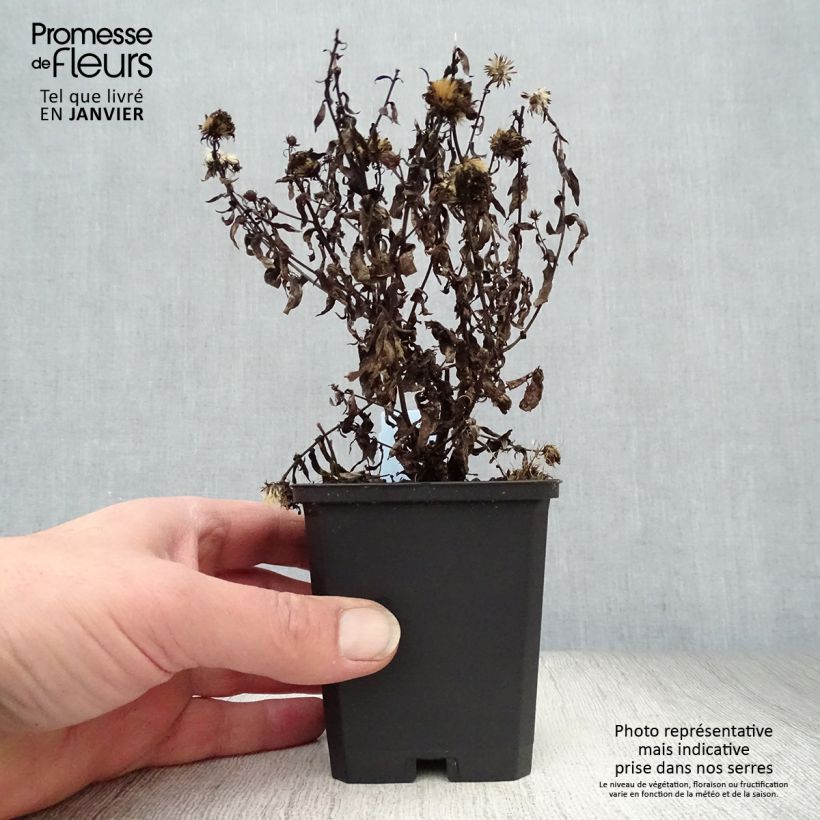 Example of Aster novi-belgii Patricia Ballard - Nieuw-Nederlandse aster Kweekpotje van 8/9 cm as you get in hiver