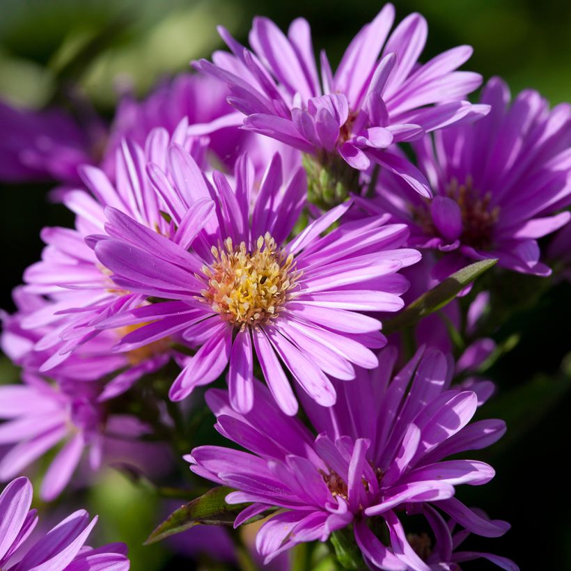 Aster novi-belgii Patricia Ballard - Nieuw-Nederlandse aster (Bloei)