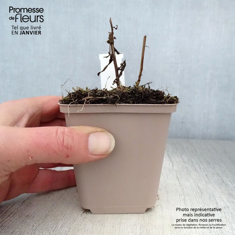 Example of Aster novi-belgii Porzellan - Aster grand d'automne Kweekpotje van 8/9 cm as you get in hiver