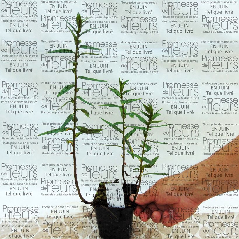 Voorbeeld van een exemplaar van Aster novi-belgii Rosenponpon - Nieuw-Nederlandse aster Kweekpotje van 8/9 cm zoals geleverd