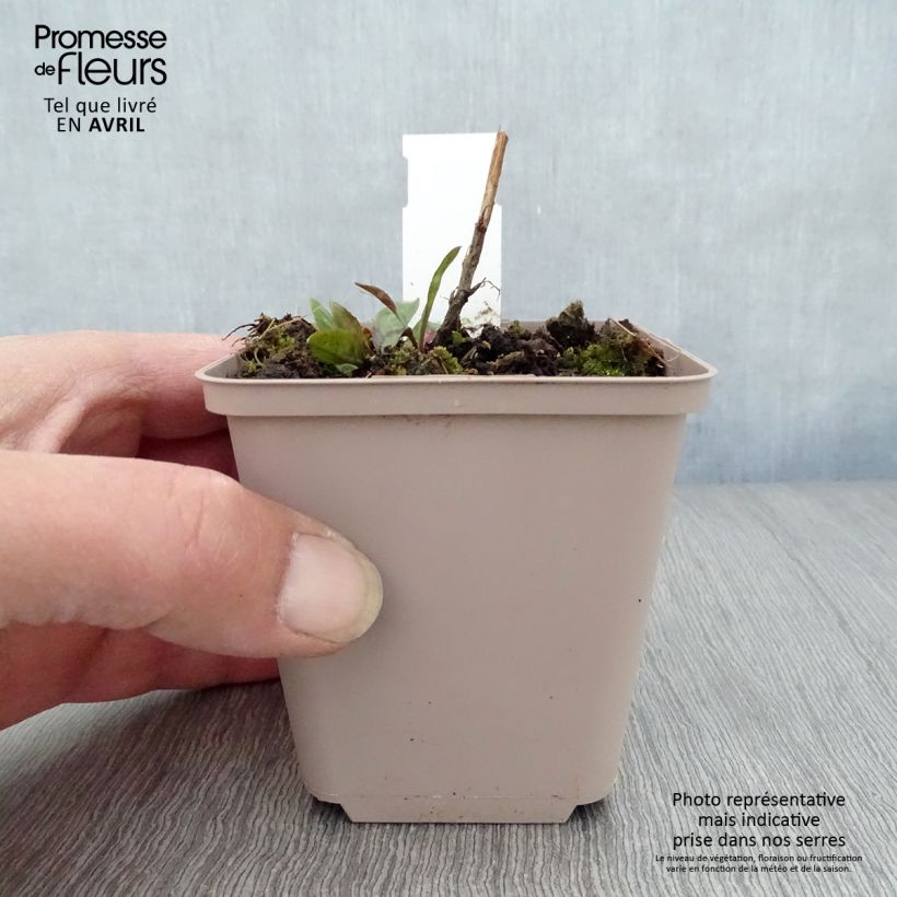 Exemplaar van Aster novi-belgii Rosenquarz - Nieuw-Nederlandse aster Kweekpotje van 8/9 cm zoals geleverd in de lente