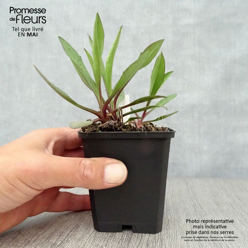 Exemplaar van Aster novi-belgii Sarah Ballard - Nieuw-Nederlandse aster Kweekpotje van 8/9 cm zoals geleverd in de lente