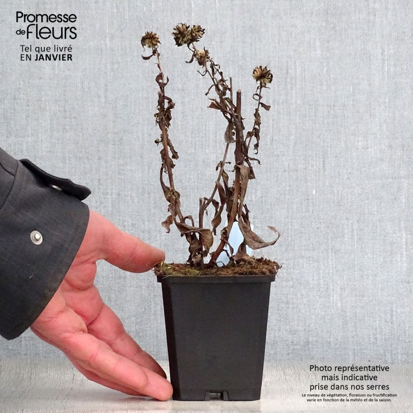 Example of Aster novi-belgii Schone von Dietlikon - Aster grand d’automne Kweekpotje van 8/9 cm as you get in hiver