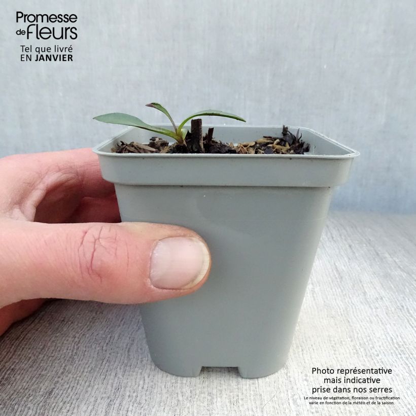 Example of Aster novi-belgii White Lady - Aster grand d'automne Kweekpotje van 8/9 cm as you get in hiver