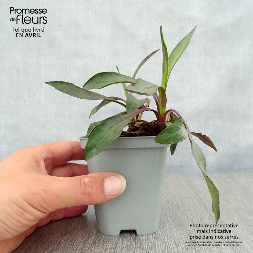 Exemplaar van Aster novi-belgii White Lady - Nieuw-Nederlandse aster Kweekpotje van 8/9 cm zoals geleverd in de lente