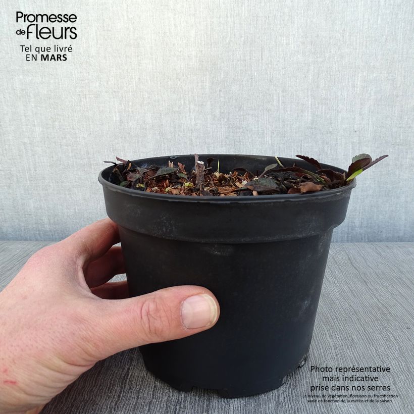 Example of Aster novi-belgii White Lady - Aster grand d'automne Pot van 2 l/3 l as you get in hiver