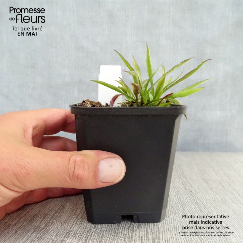 Exemplaar van Aster novi-belgii Winston S. Churchill - Nieuw-Nederlandse aster Kweekpotje van 8/9 cm zoals geleverd in de lente