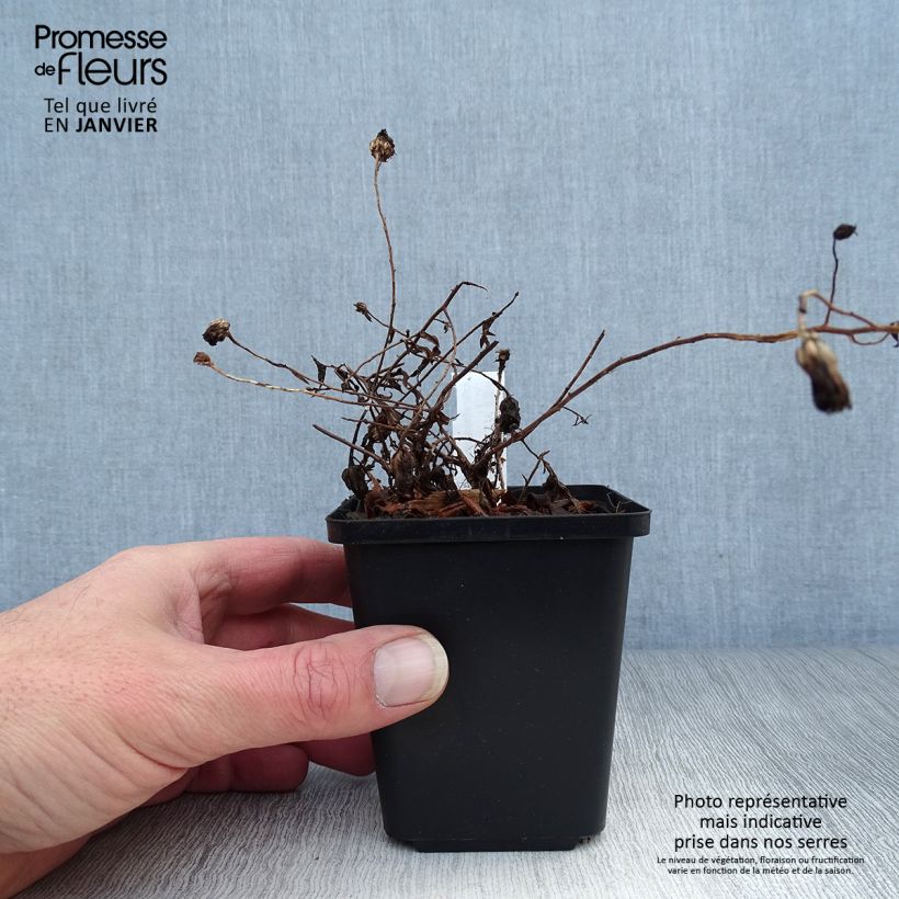 Example of Aster oblongifolium October Skies - Aromatische aster Kweekpotje van 8/9 cm as you get in hiver