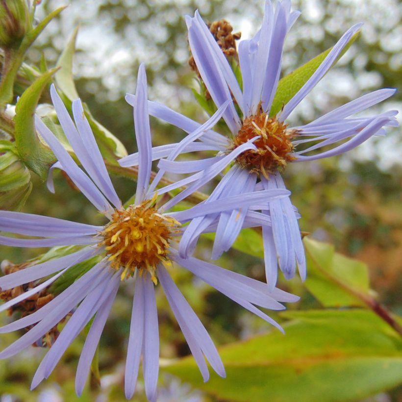 Aster puniceus - Herfstaster (Bloei)