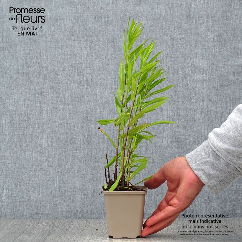 Exemplaar van Aster puniceus - Herfstaster Kweekpotje van 8/9 cm zoals geleverd in de lente