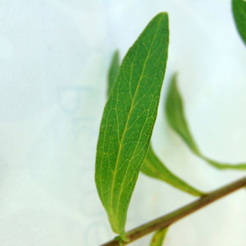 Aster pyrenaeus Lutetia - Herfstaster (Foliage)