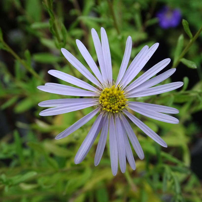 Aster pyrenaeus Lutetia - Herfstaster (Flowering)