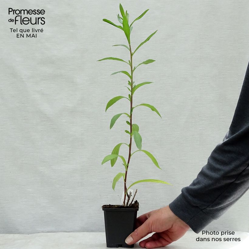 Exemplaar van Aster pyrenaeus Lutetia - Herfstaster Kweekpotje van 8/9 cm zoals geleverd in de lente