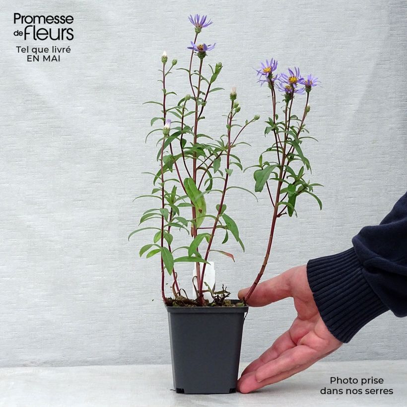 Exemplaar van Aster radula August Sky - Herfstaster Kweekpotje van 8/9 cm zoals geleverd in de lente