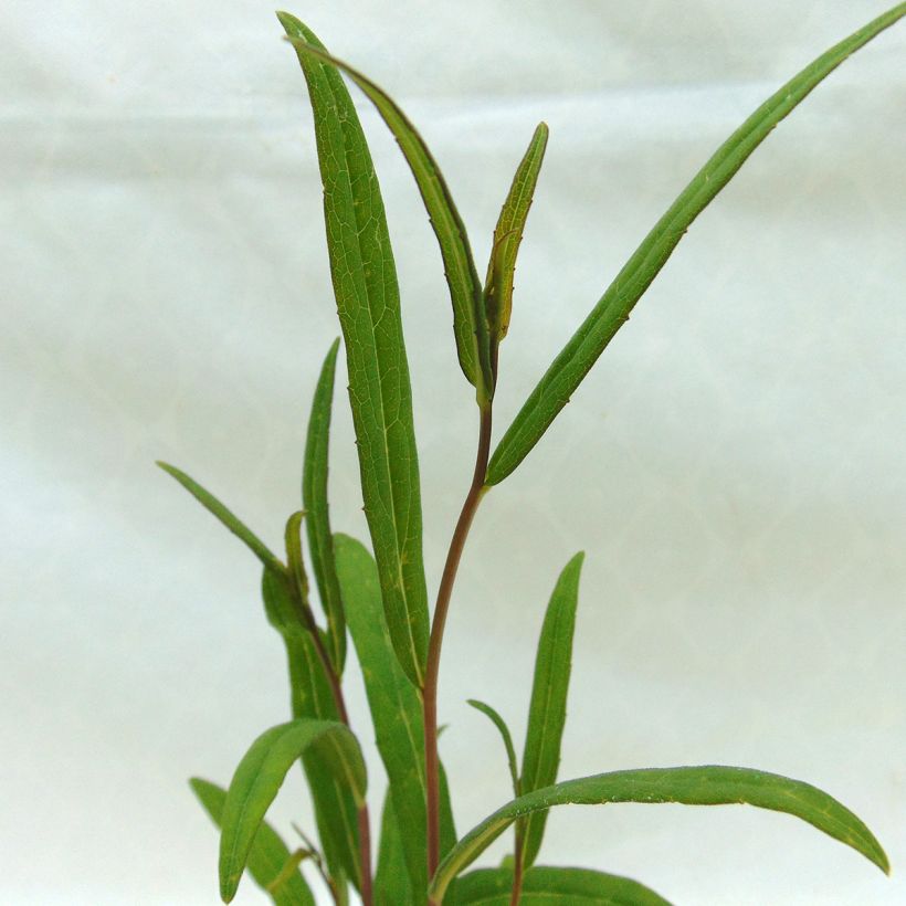 Aster rugulosus Asrugo - Herfstaster (Foliage)