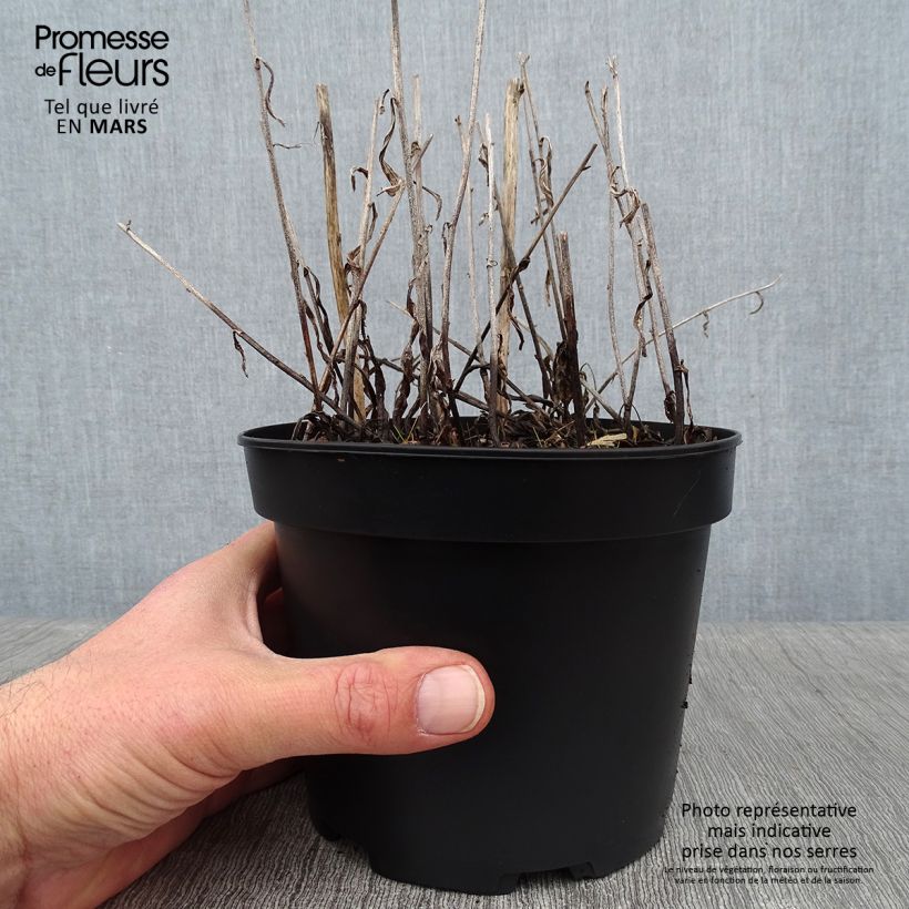 Example of Aster rugulosus Asrugo Pot van 2 l/3 l as you get in hiver