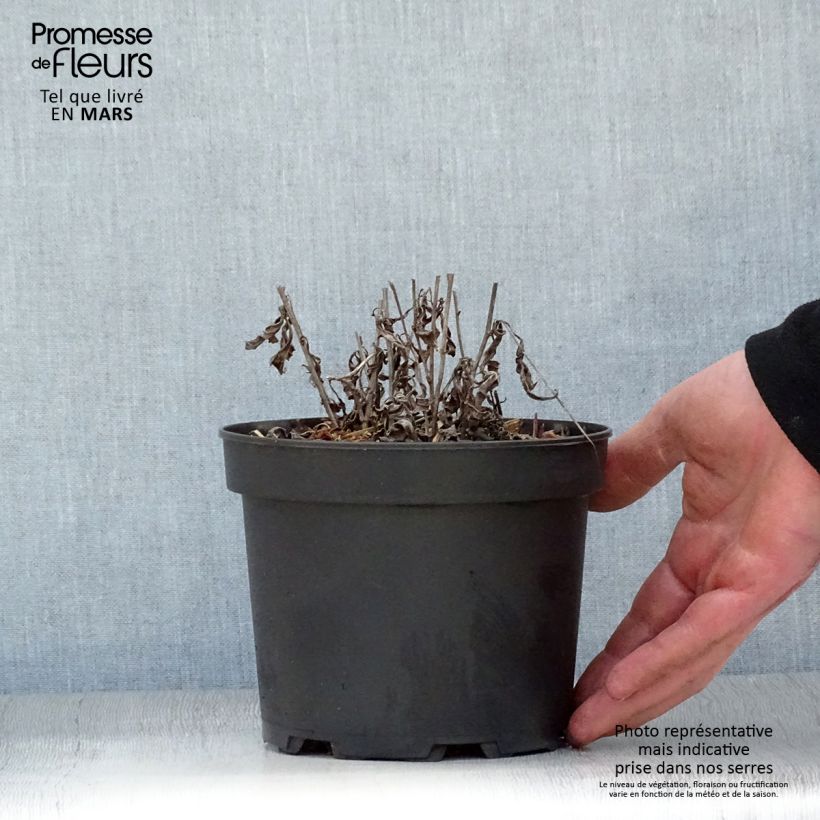 Exemplaar van Aster rugulosus Asrugo - Herfstaster Pot van 2 l/3 l zoals geleverd in de lente