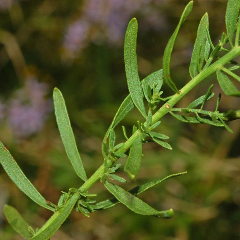 Aster sedifolius - Herfstaster (Foliage)